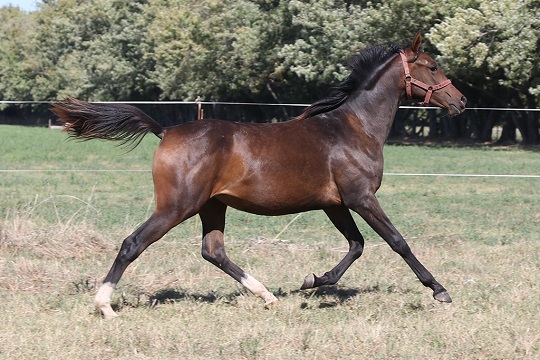 RO Sombra